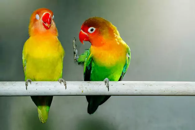 Differentiating the Lifespan of Lovebirds in the Wild versus Those Kept as Pets