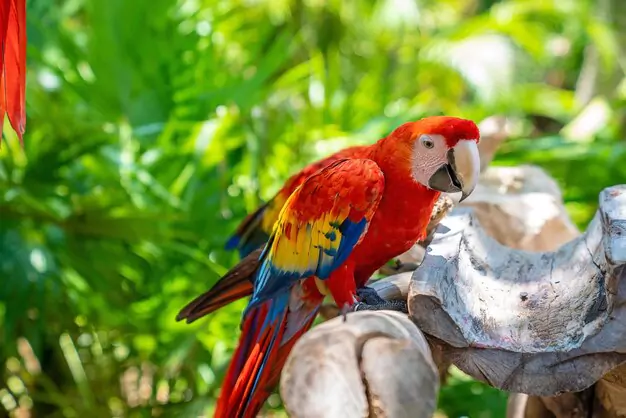 Distribution, Habitat, and Conservation Status of Scarlet Macaws