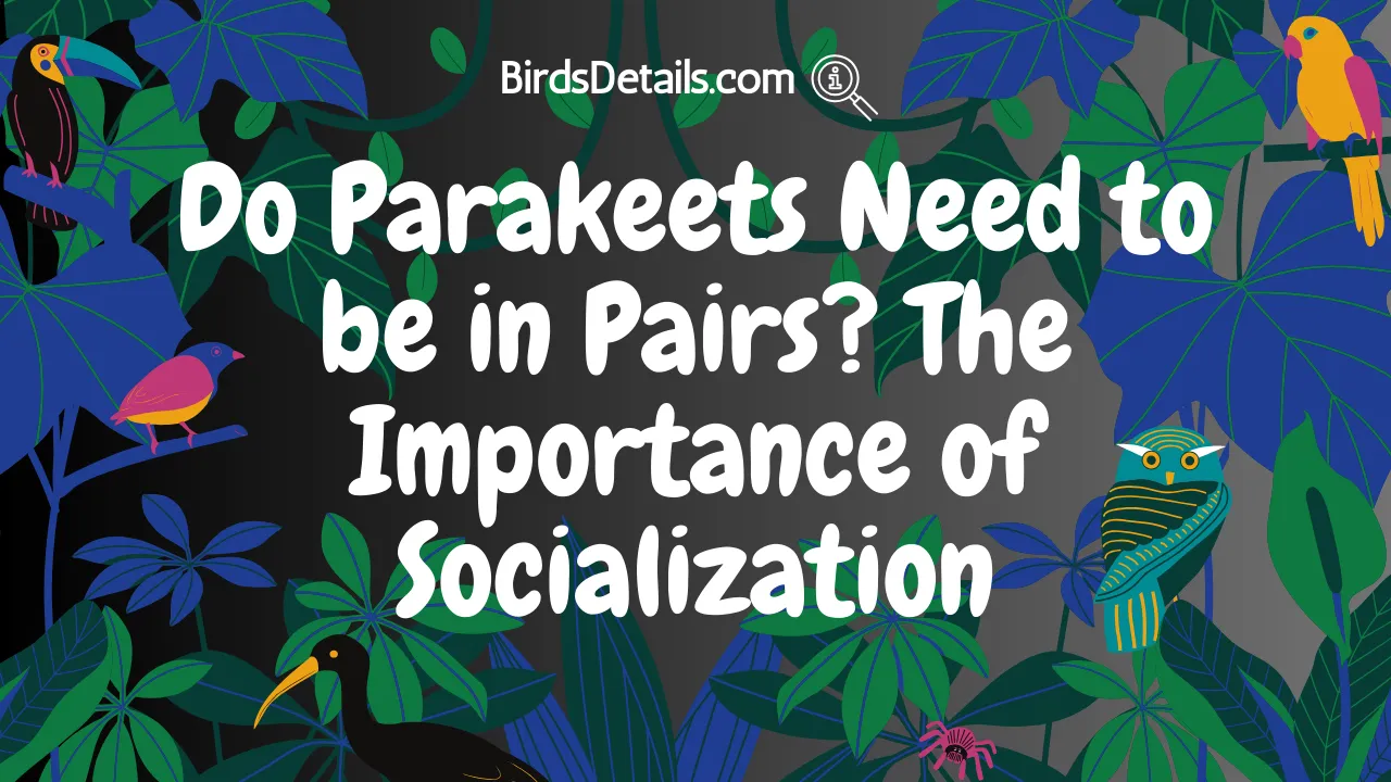 Do Parakeets Need to be in Pairs