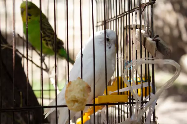 Ensuring a Happy Home for Your Parakeet