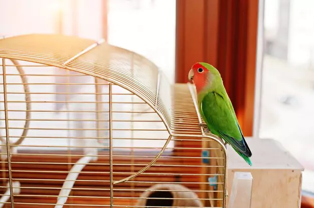 Ensuring a Long and Healthy Life for Your Pet Lovebird