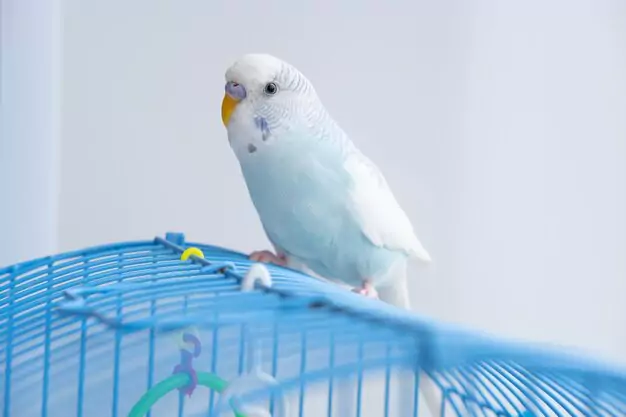 Ensuring a long and healthy life for your pet parakeet