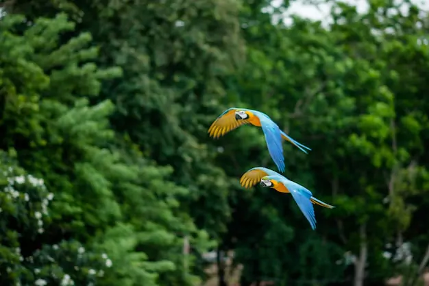Environmental Factors That Impact Macaw Lifespan