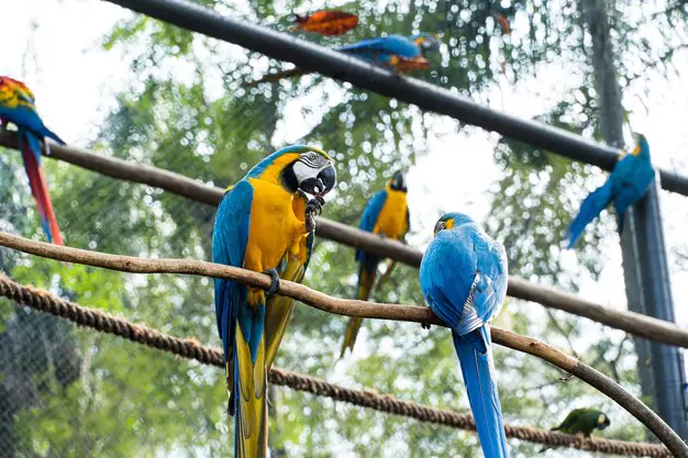 Exercise/Mental Stimulation for Blue And Gold Macaws