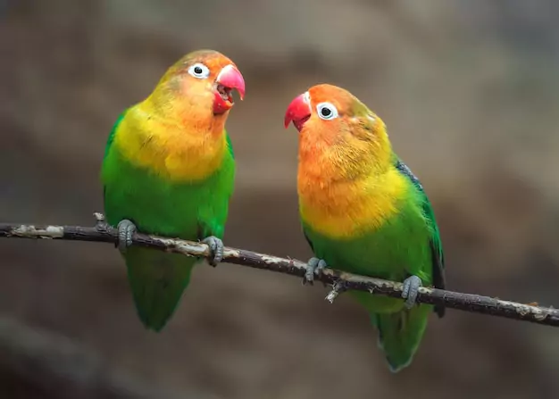 Factors Affecting Lovebirds Lifespan