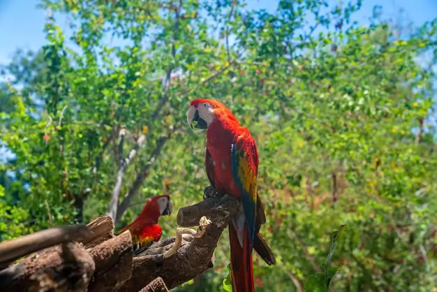 Factors Affecting Scarlet Macaw Lifespan in the Wild