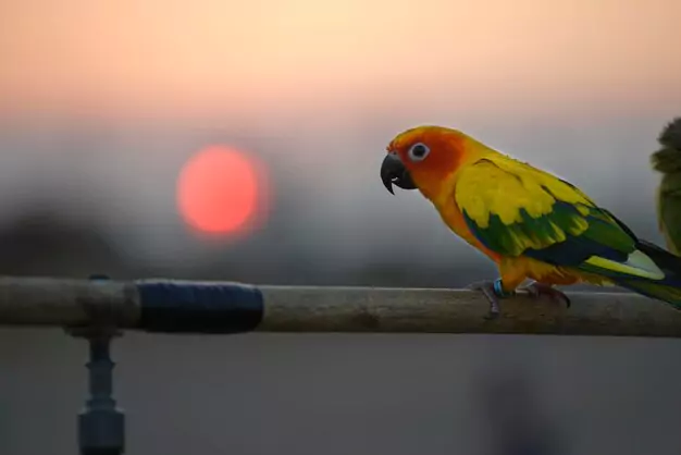 Factors Affecting Talking Ability in Sun Conures