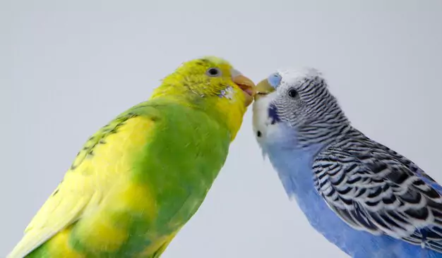 Factors Affecting a Parakeet’s Lifespan