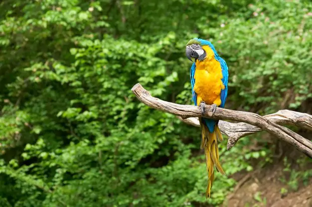Factors Affecting the Lifespan of Blue-and-Yellow Macaws