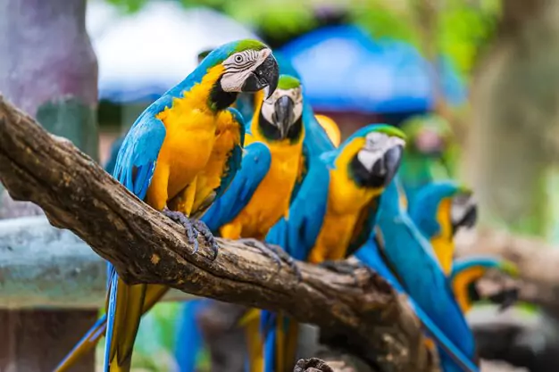 Factors That Affect the Lifespan of Blue and Gold Macaws