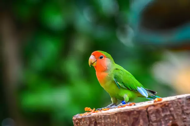 Factors That Influence the Lifespan of a Lovebird