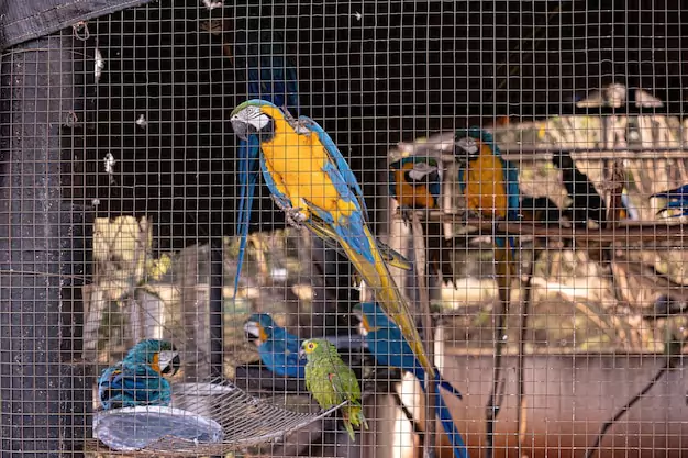 Factors to Consider When Choosing a Macaw Bird Cage