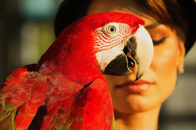 Feeding and Nutrition for Macaws