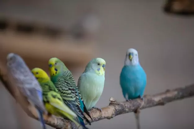 Female Parakeets Living Together
