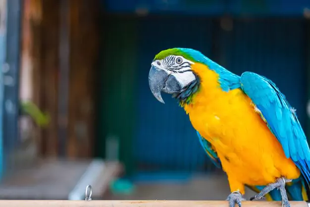Funny and Entertaining Macaw Parrot Talking Videos