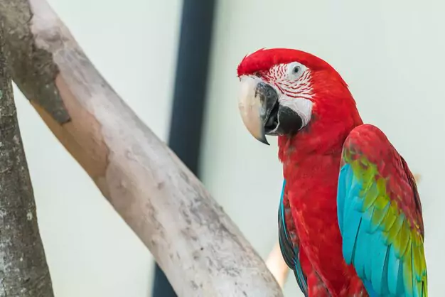 Great Green and Green-winged Macaw Lifespans