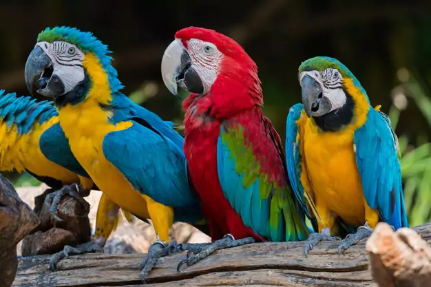 Health Concerns for Macaw Parrots