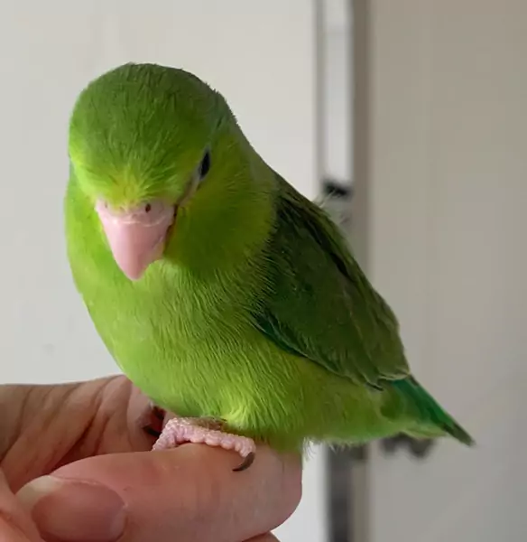 Health and Care of Plain Parakeets