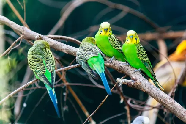 How Long Do Parakeets Live