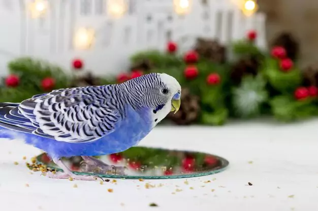 How cold is too cold for parakeets