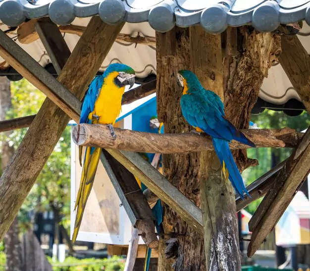 How to Clean and Maintain Your Macaw Bird Cage