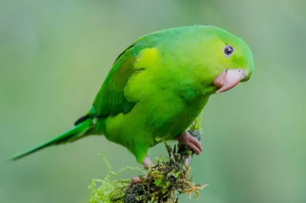 How to Introduce Your Plain Parakeet to Other Animals