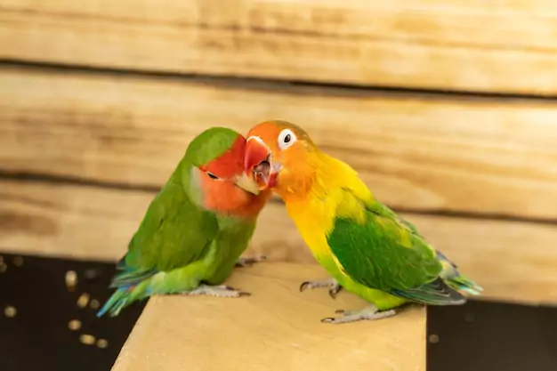 Importance of Keeping Lovebirds in Pairs