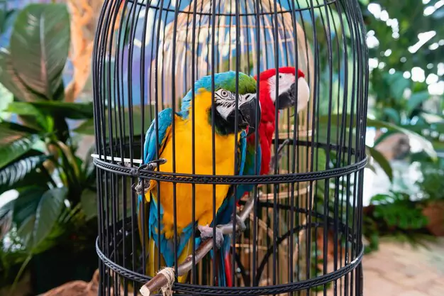 Importance of Providing a Spacious and Comfortable Living Environment for Macaws in Captivity