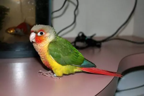 Incorporating Healthy Fats into Your Green Cheek Conure’s Diet