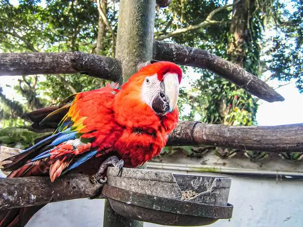 Interesting Facts about Red-and-Green Macaws Fun Tidbits for Readers