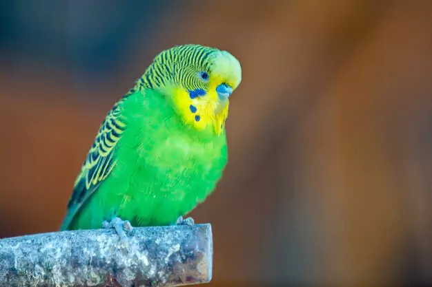 Interpreting Parakeet Behavior and Sounds