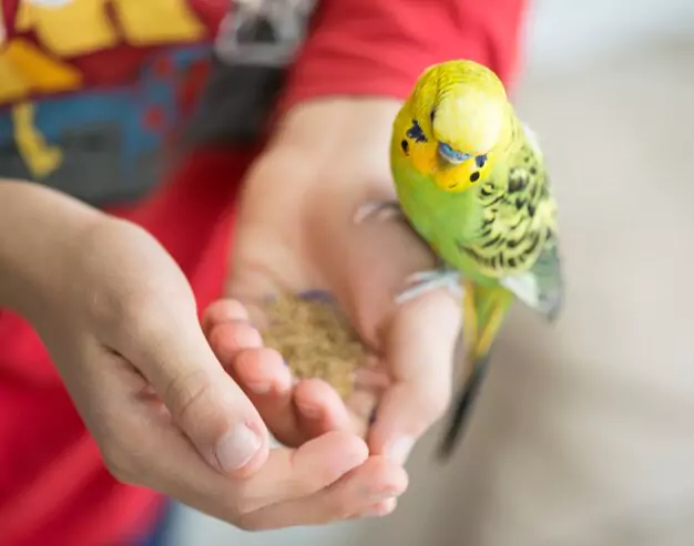 Introducing New Birds to Your Parakeet