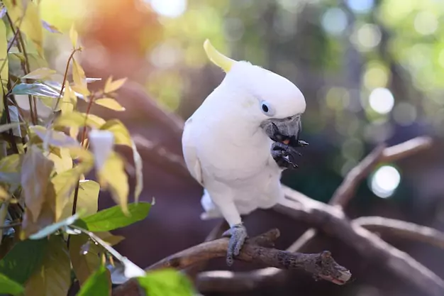 Keeping Your Cockatoo Safe from Harmful Household Items