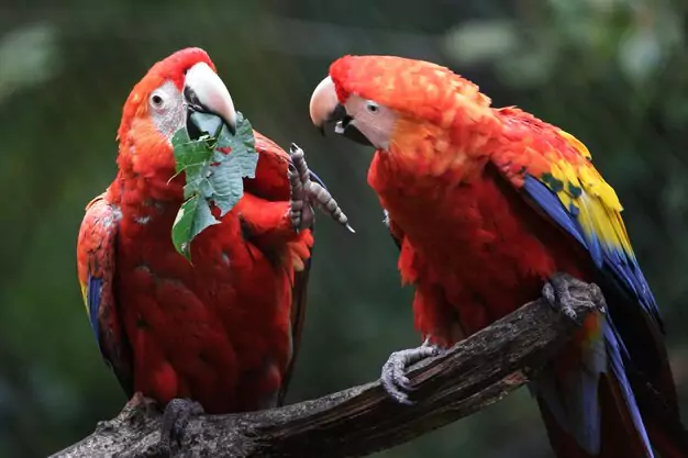 Key Differences in Lifespan Between Wild and Captive Red-and-Green Macaws