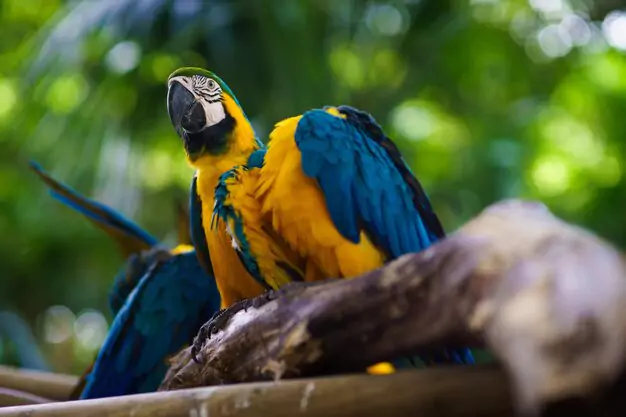 Lifespan and Longevity of Macaws