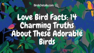 Love Bird Facts