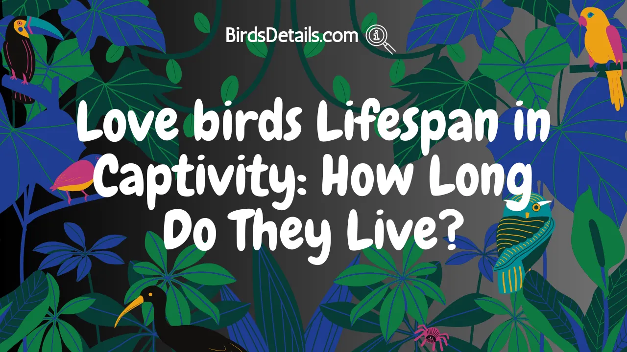 Love birds Lifespan in Captivity
