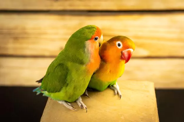 Lovebirds Mate for Life