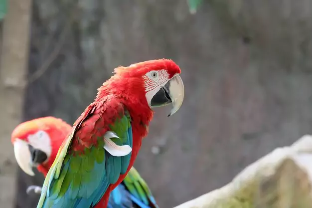 Macaw Behavior
