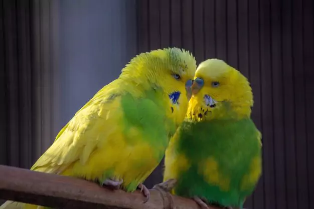 Male Parakeets Living Together