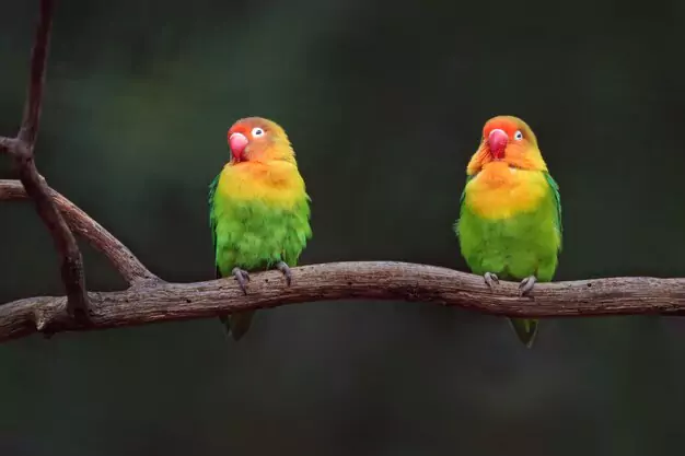 Male vs Female Lovebirds Lifespan