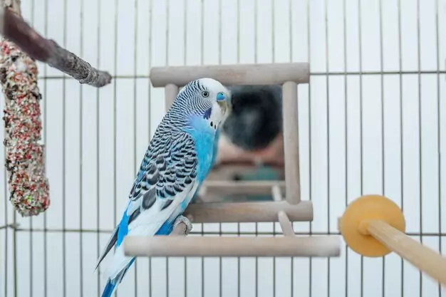 Mastering Parakeet Care and Training
