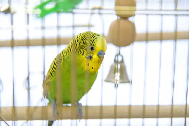 Maximizing Happiness with Your Talking Parakeet