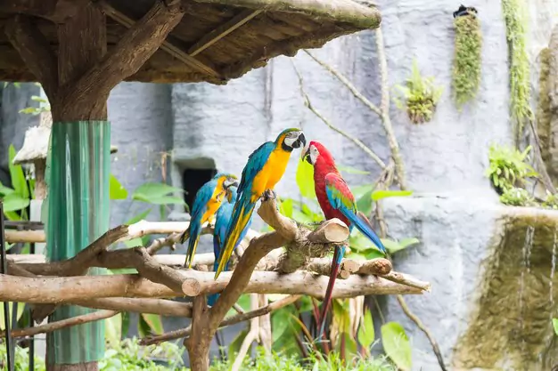 Mistakes to Avoid When Training Your Macaw Parrot to Talk