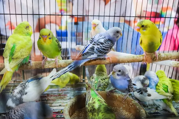 Must-Have Items for Your Parakeet’s Well-being