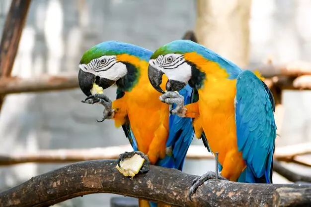 Nutrition/Diet for Blue and Gold Macaws