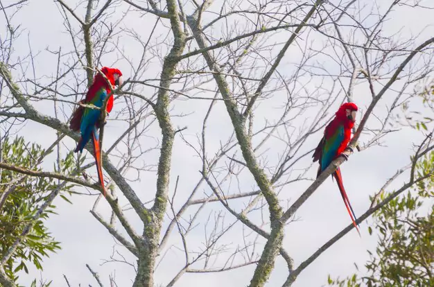 Nutritional Needs and Diet Recommendations for Enhancing Red-and-Green Macaw Longevity