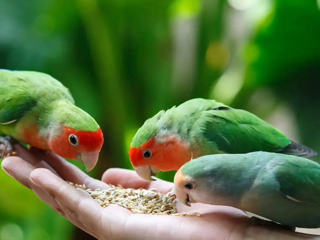 Nutritional Needs of Lovebirds