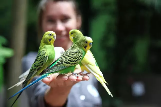 Pair Bonding in Parakeets
