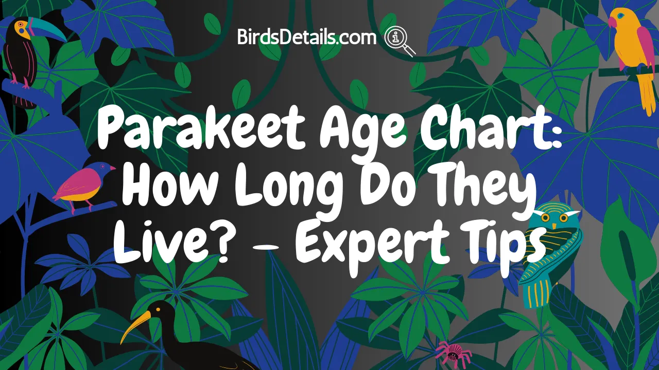 Parakeet Age Chart